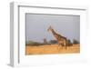 Giraffe (Giraffa camelopardalis), Okavango Delta, Botswana, Africa-Sergio Pitamitz-Framed Photographic Print
