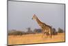 Giraffe (Giraffa camelopardalis), Okavango Delta, Botswana, Africa-Sergio Pitamitz-Mounted Photographic Print