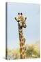 Giraffe (Giraffa camelopardalis) with oxpecker on its neck, Kruger Nat'l Park, South Africa, Africa-Christian Kober-Stretched Canvas