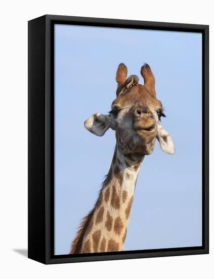 Giraffe (Giraffa Camelopardalis), with Redbilled Oxpecker, Hluhluwe-Imfolozi Park, South Africa-Ann & Steve Toon-Framed Stretched Canvas