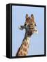 Giraffe (Giraffa Camelopardalis), with Redbilled Oxpecker, Hluhluwe-Imfolozi Park, South Africa-Ann & Steve Toon-Framed Stretched Canvas