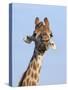 Giraffe (Giraffa Camelopardalis), with Redbilled Oxpecker, Hluhluwe-Imfolozi Park, South Africa-Ann & Steve Toon-Stretched Canvas