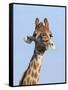 Giraffe (Giraffa Camelopardalis), with Redbilled Oxpecker, Hluhluwe-Imfolozi Park, South Africa-Ann & Steve Toon-Framed Stretched Canvas