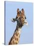 Giraffe (Giraffa Camelopardalis), with Redbilled Oxpecker, Hluhluwe-Imfolozi Park, South Africa-Ann & Steve Toon-Stretched Canvas