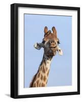 Giraffe (Giraffa Camelopardalis), with Redbilled Oxpecker, Hluhluwe-Imfolozi Park, South Africa-Ann & Steve Toon-Framed Photographic Print