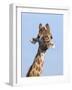 Giraffe (Giraffa Camelopardalis), with Redbilled Oxpecker, Hluhluwe-Imfolozi Park, South Africa-Ann & Steve Toon-Framed Photographic Print