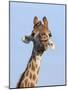 Giraffe (Giraffa Camelopardalis), with Redbilled Oxpecker, Hluhluwe-Imfolozi Park, South Africa-Ann & Steve Toon-Mounted Photographic Print