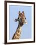 Giraffe (Giraffa Camelopardalis), with Redbilled Oxpecker, Hluhluwe-Imfolozi Park, South Africa-Ann & Steve Toon-Framed Photographic Print