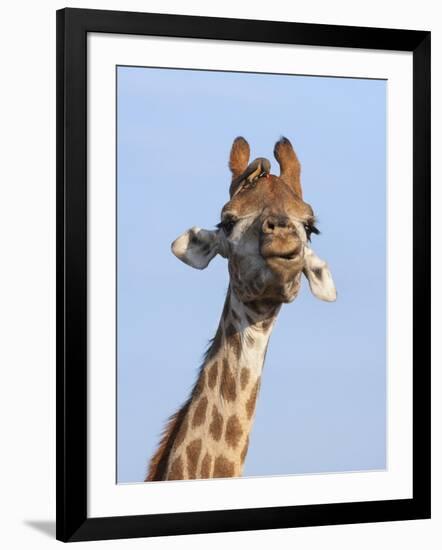 Giraffe (Giraffa Camelopardalis), with Redbilled Oxpecker, Hluhluwe-Imfolozi Park, South Africa-Ann & Steve Toon-Framed Photographic Print