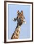 Giraffe (Giraffa Camelopardalis), with Redbilled Oxpecker, Hluhluwe-Imfolozi Park, South Africa-Ann & Steve Toon-Framed Photographic Print