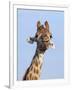 Giraffe (Giraffa Camelopardalis), with Redbilled Oxpecker, Hluhluwe-Imfolozi Park, South Africa-Ann & Steve Toon-Framed Photographic Print