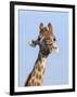 Giraffe (Giraffa Camelopardalis), with Redbilled Oxpecker, Hluhluwe-Imfolozi Park, South Africa-Ann & Steve Toon-Framed Photographic Print