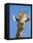 Giraffe, Giraffa Camelopardalis, with Redbilled Oxpecker, Mpumalanga, South Africa-Ann & Steve Toon-Framed Stretched Canvas