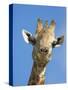 Giraffe, Giraffa Camelopardalis, with Redbilled Oxpecker, Mpumalanga, South Africa-Ann & Steve Toon-Stretched Canvas