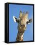 Giraffe, Giraffa Camelopardalis, with Redbilled Oxpecker, Mpumalanga, South Africa-Ann & Steve Toon-Framed Stretched Canvas