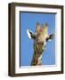 Giraffe, Giraffa Camelopardalis, with Redbilled Oxpecker, Mpumalanga, South Africa-Ann & Steve Toon-Framed Photographic Print