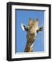 Giraffe, Giraffa Camelopardalis, with Redbilled Oxpecker, Mpumalanga, South Africa-Ann & Steve Toon-Framed Photographic Print