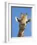 Giraffe, Giraffa Camelopardalis, with Redbilled Oxpecker, Mpumalanga, South Africa-Ann & Steve Toon-Framed Photographic Print