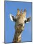 Giraffe, Giraffa Camelopardalis, with Redbilled Oxpecker, Mpumalanga, South Africa-Ann & Steve Toon-Mounted Photographic Print