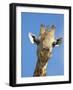 Giraffe, Giraffa Camelopardalis, with Redbilled Oxpecker, Mpumalanga, South Africa-Ann & Steve Toon-Framed Photographic Print