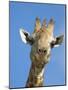 Giraffe, Giraffa Camelopardalis, with Redbilled Oxpecker, Mpumalanga, South Africa-Ann & Steve Toon-Mounted Photographic Print