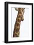 Giraffe (Giraffa camelopardalis) with redbilled oxpeckers (Buphagus erythrorhynchus), Kruger Nation-Ann and Steve Toon-Framed Photographic Print