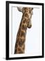 Giraffe (Giraffa camelopardalis) with redbilled oxpeckers (Buphagus erythrorhynchus), Kruger Nation-Ann and Steve Toon-Framed Photographic Print