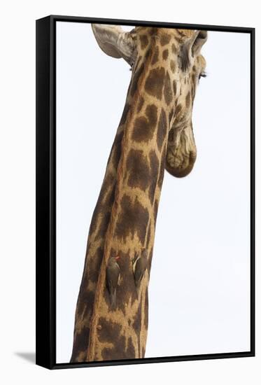 Giraffe (Giraffa camelopardalis) with redbilled oxpeckers (Buphagus erythrorhynchus), Kruger Nation-Ann and Steve Toon-Framed Stretched Canvas