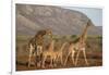 Giraffe (Giraffa camelopardalis), Zimanga game reserve, KwaZulu-Natal-Ann and Steve Toon-Framed Photographic Print