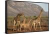 Giraffe (Giraffa camelopardalis), Zimanga game reserve, KwaZulu-Natal-Ann and Steve Toon-Framed Stretched Canvas