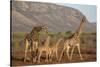 Giraffe (Giraffa camelopardalis), Zimanga game reserve, KwaZulu-Natal-Ann and Steve Toon-Stretched Canvas