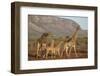 Giraffe (Giraffa camelopardalis), Zimanga game reserve, KwaZulu-Natal-Ann and Steve Toon-Framed Photographic Print