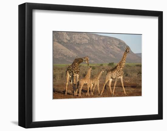 Giraffe (Giraffa camelopardalis), Zimanga game reserve, KwaZulu-Natal-Ann and Steve Toon-Framed Photographic Print