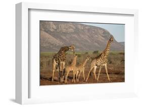 Giraffe (Giraffa camelopardalis), Zimanga game reserve, KwaZulu-Natal-Ann and Steve Toon-Framed Photographic Print