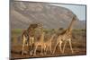 Giraffe (Giraffa camelopardalis), Zimanga game reserve, KwaZulu-Natal-Ann and Steve Toon-Mounted Photographic Print