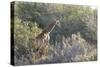 Giraffe (Giraffa Camelopardalis)-Kim Walker-Stretched Canvas