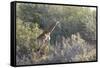 Giraffe (Giraffa Camelopardalis)-Kim Walker-Framed Stretched Canvas