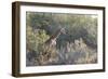 Giraffe (Giraffa Camelopardalis)-Kim Walker-Framed Photographic Print