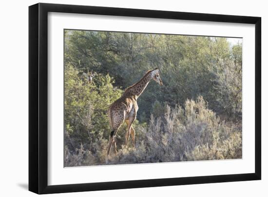 Giraffe (Giraffa Camelopardalis)-Kim Walker-Framed Photographic Print