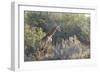 Giraffe (Giraffa Camelopardalis)-Kim Walker-Framed Photographic Print