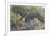 Giraffe (Giraffa Camelopardalis)-Kim Walker-Framed Photographic Print