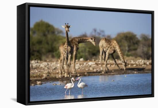 Giraffe (Giraffa Camelopardalis)-Ann and Steve Toon-Framed Stretched Canvas