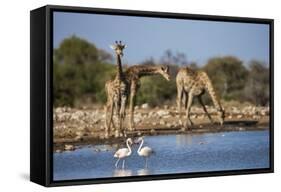 Giraffe (Giraffa Camelopardalis)-Ann and Steve Toon-Framed Stretched Canvas