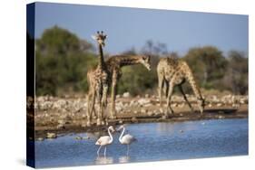 Giraffe (Giraffa Camelopardalis)-Ann and Steve Toon-Stretched Canvas