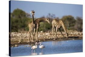 Giraffe (Giraffa Camelopardalis)-Ann and Steve Toon-Stretched Canvas