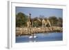 Giraffe (Giraffa Camelopardalis)-Ann and Steve Toon-Framed Photographic Print