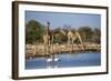 Giraffe (Giraffa Camelopardalis)-Ann and Steve Toon-Framed Photographic Print