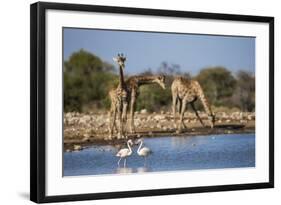 Giraffe (Giraffa Camelopardalis)-Ann and Steve Toon-Framed Photographic Print