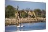 Giraffe (Giraffa Camelopardalis)-Ann and Steve Toon-Mounted Photographic Print