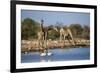 Giraffe (Giraffa Camelopardalis)-Ann and Steve Toon-Framed Photographic Print